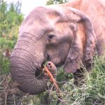 elephant feeding
